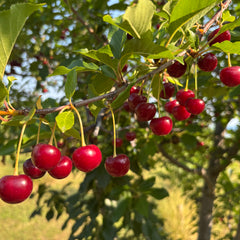 Cherries
