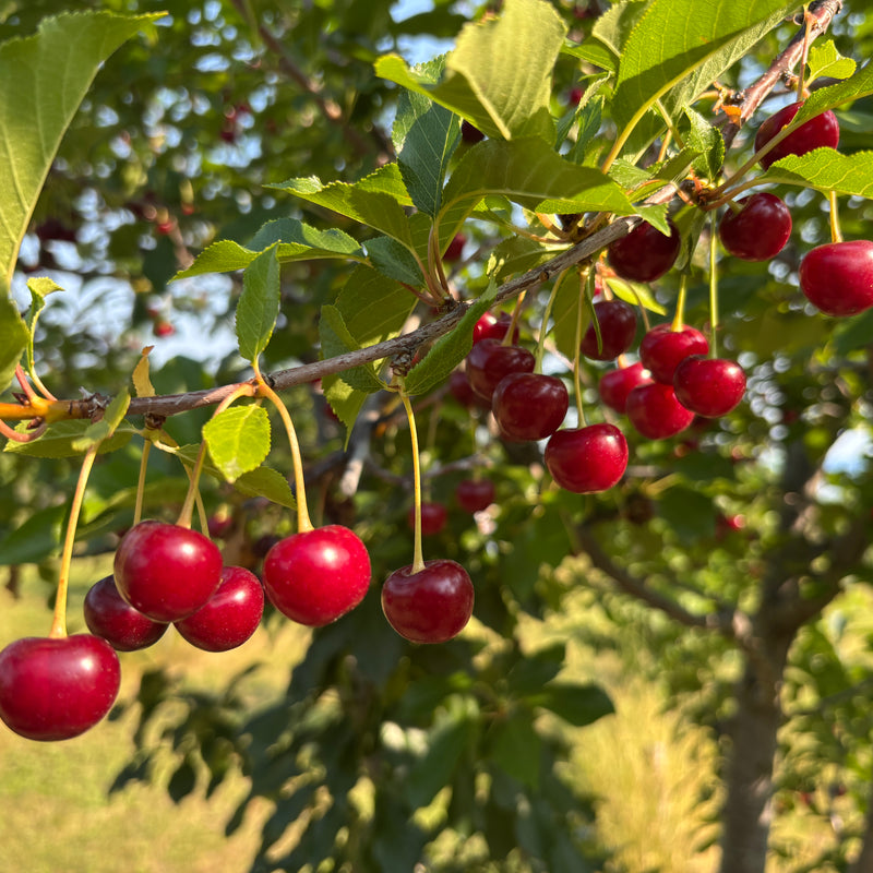 Cherries