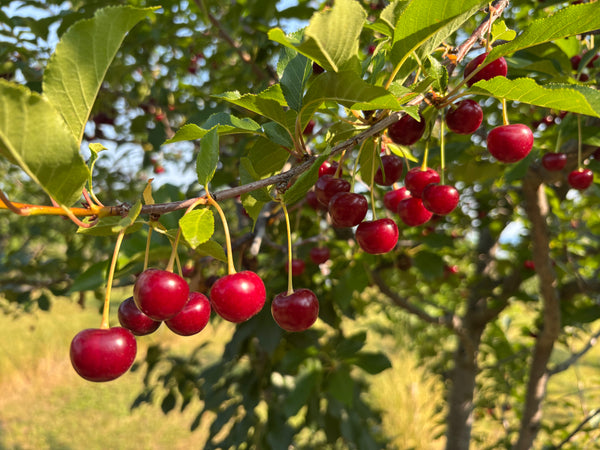 Balaton Tart Cherry