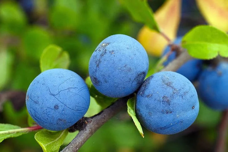 Benson's Gem Plum