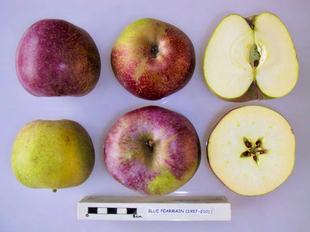 Blue Pearmain Apple