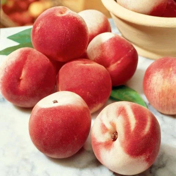 Blushingstar Peach Seedling (Bundle of 2)