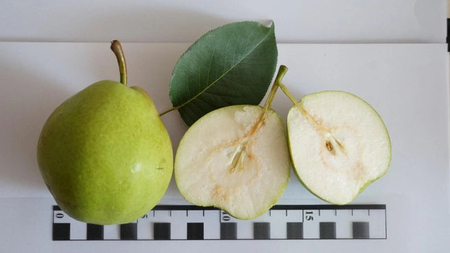 Bolshaya Pear