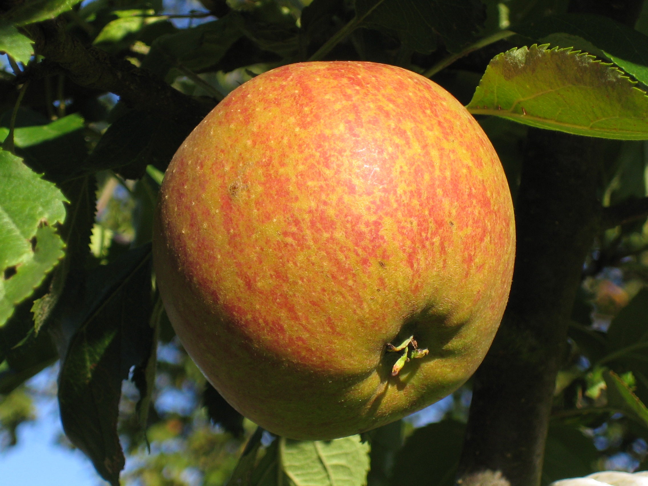 Cox Orange Pippin Apple