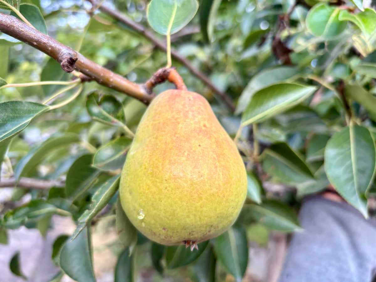 D'Anjou Pear