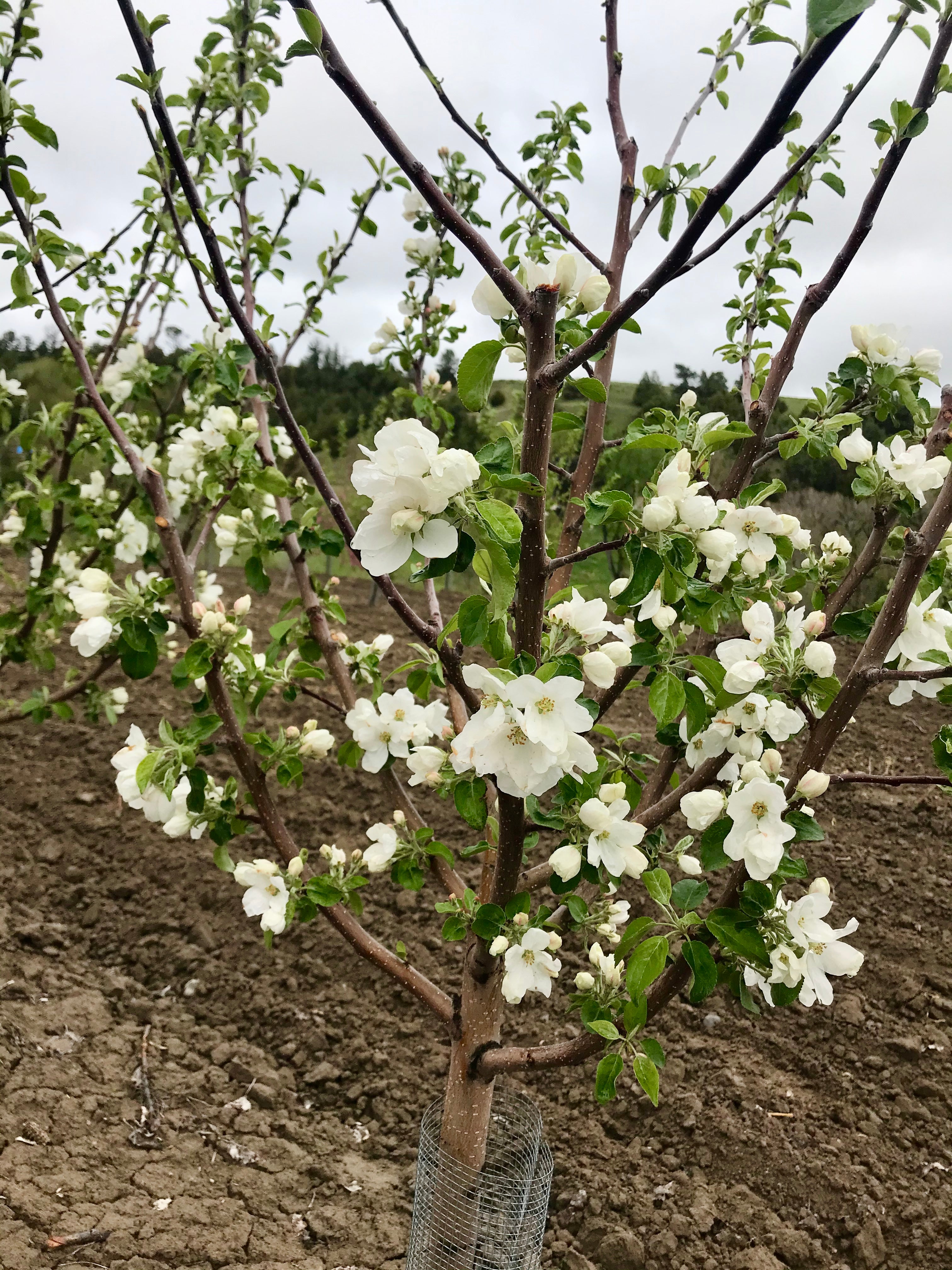 Dearborn's Unknown Apple