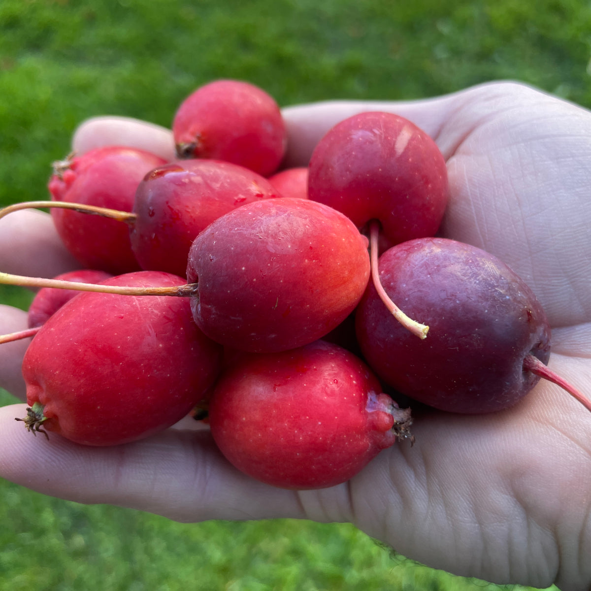 Dolgo Crabapple (Bundle of 2) | Spring 2027