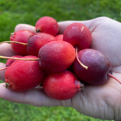 Crabapples