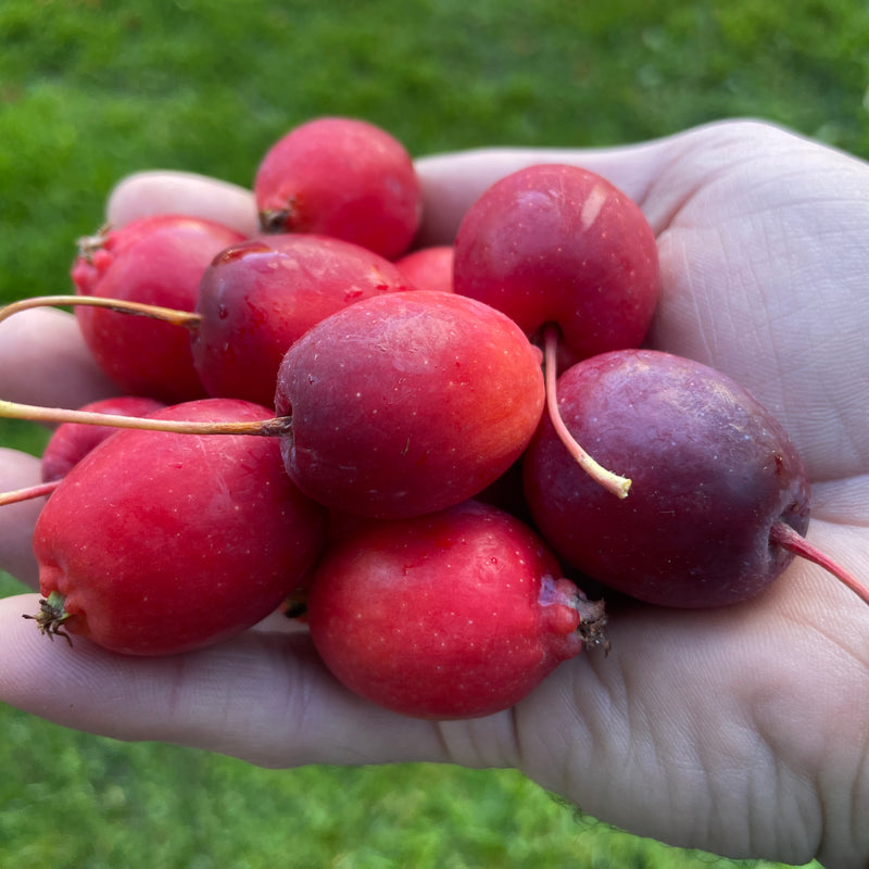 Crabapples