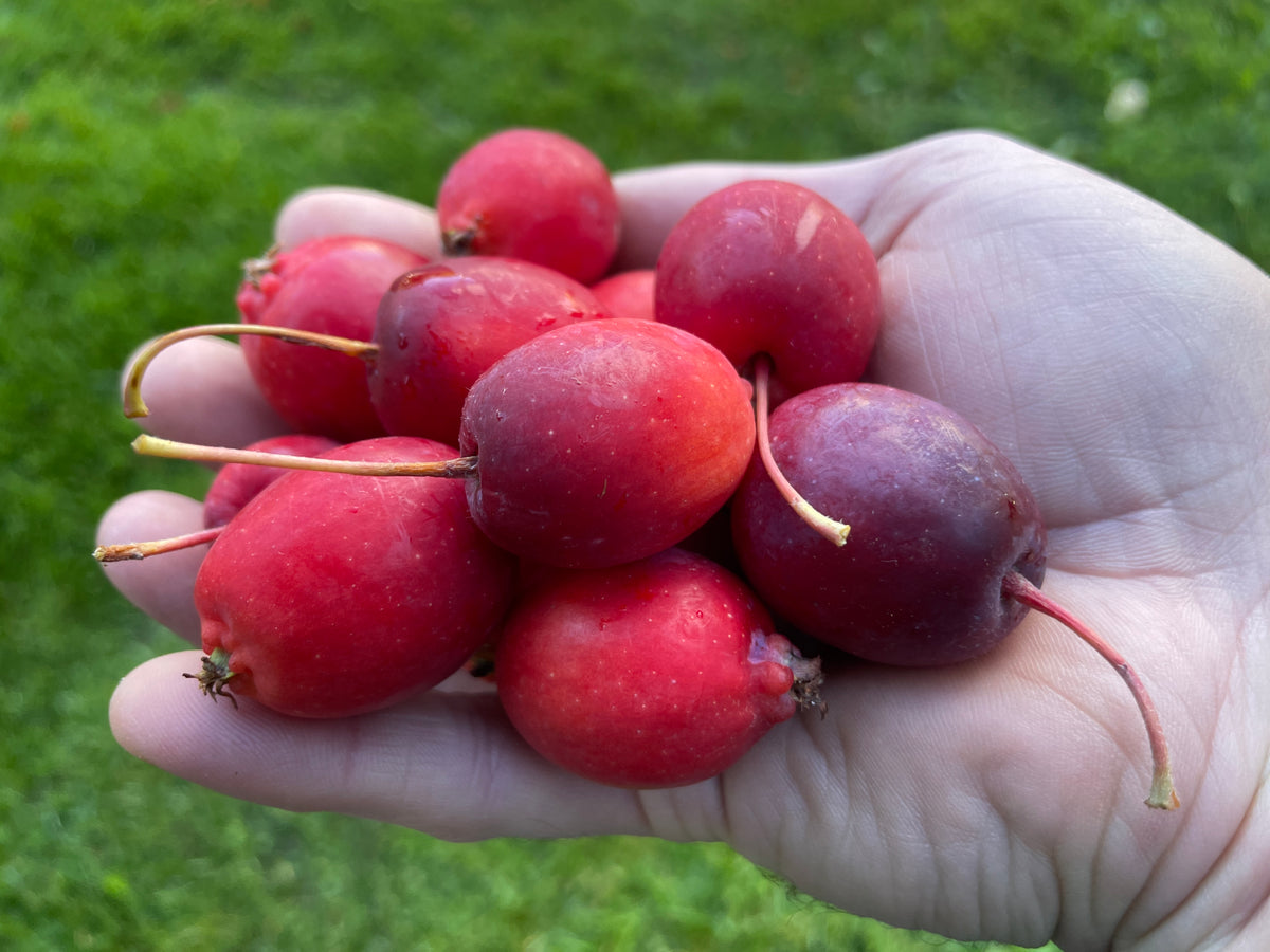 Dolgo Crabapple (Bundle of 2)