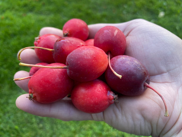 Dolgo Crabapple (Bundle of 2)
