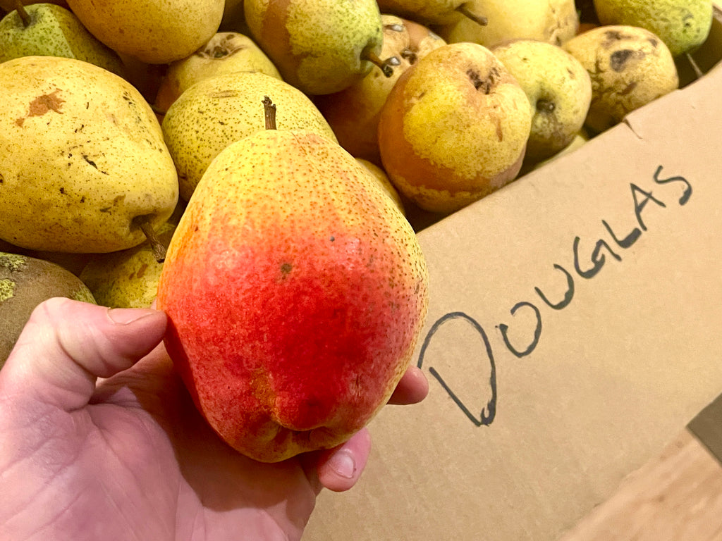 Douglas Pear Seedlings (Bundle of 5)