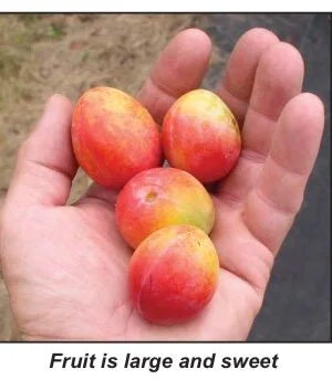 Prairie Red Plum (Bundle of 2)
