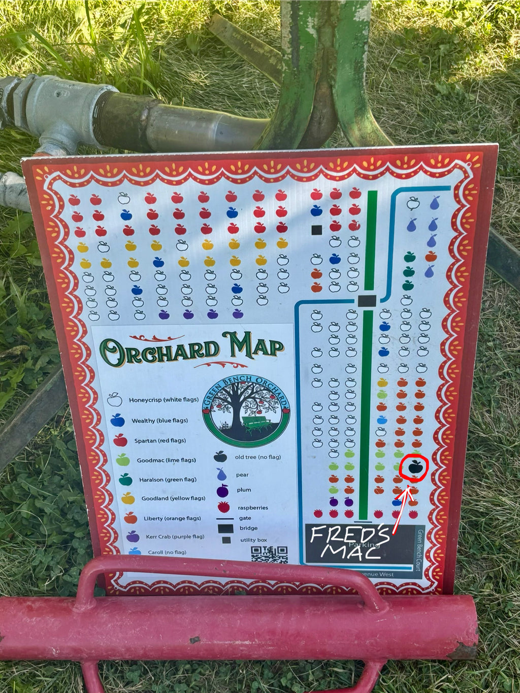 Fred's Mac Apple Seedling (Bundle of 5)