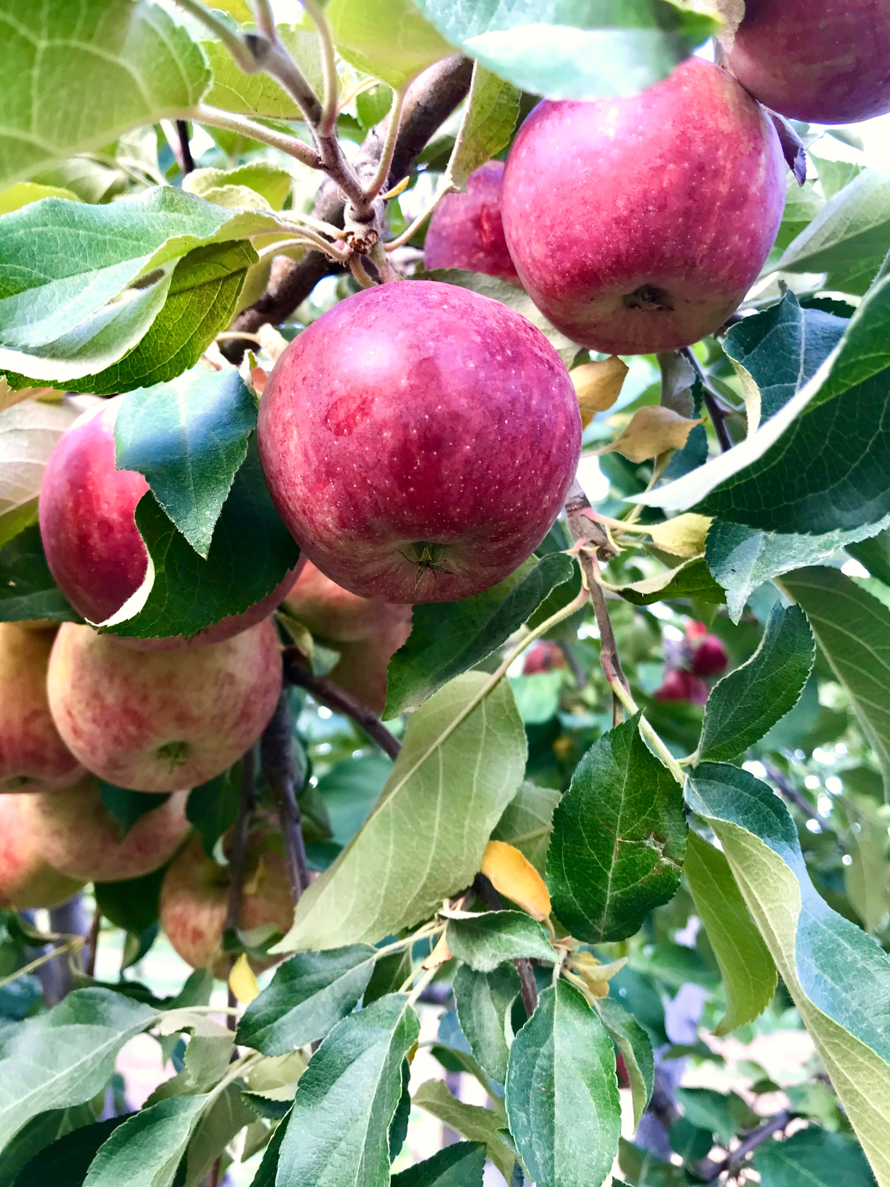 Frostbite Apple Seedling (Bundle of 5)