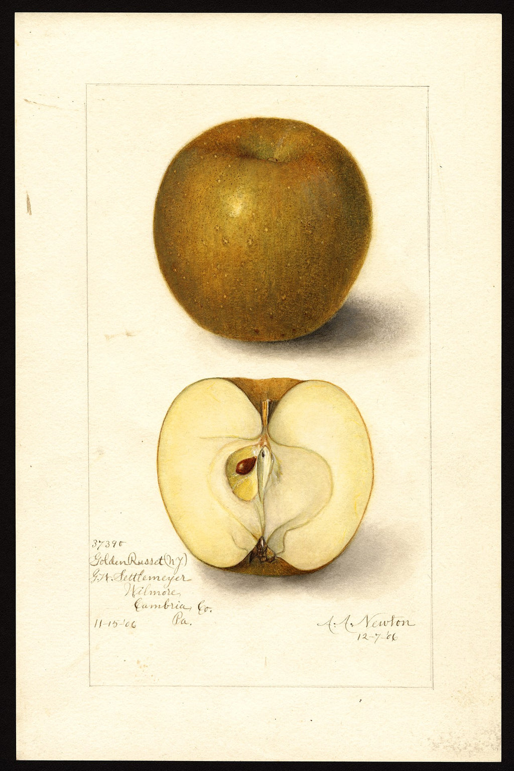 Golden Russet Apple