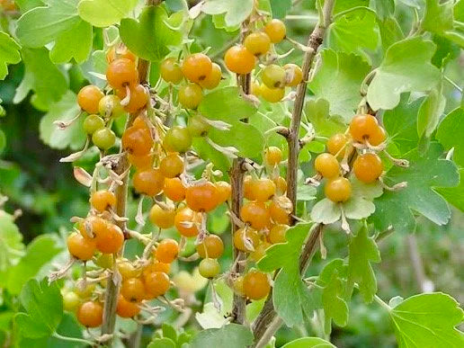 Golden Currant (Bundle of 3)