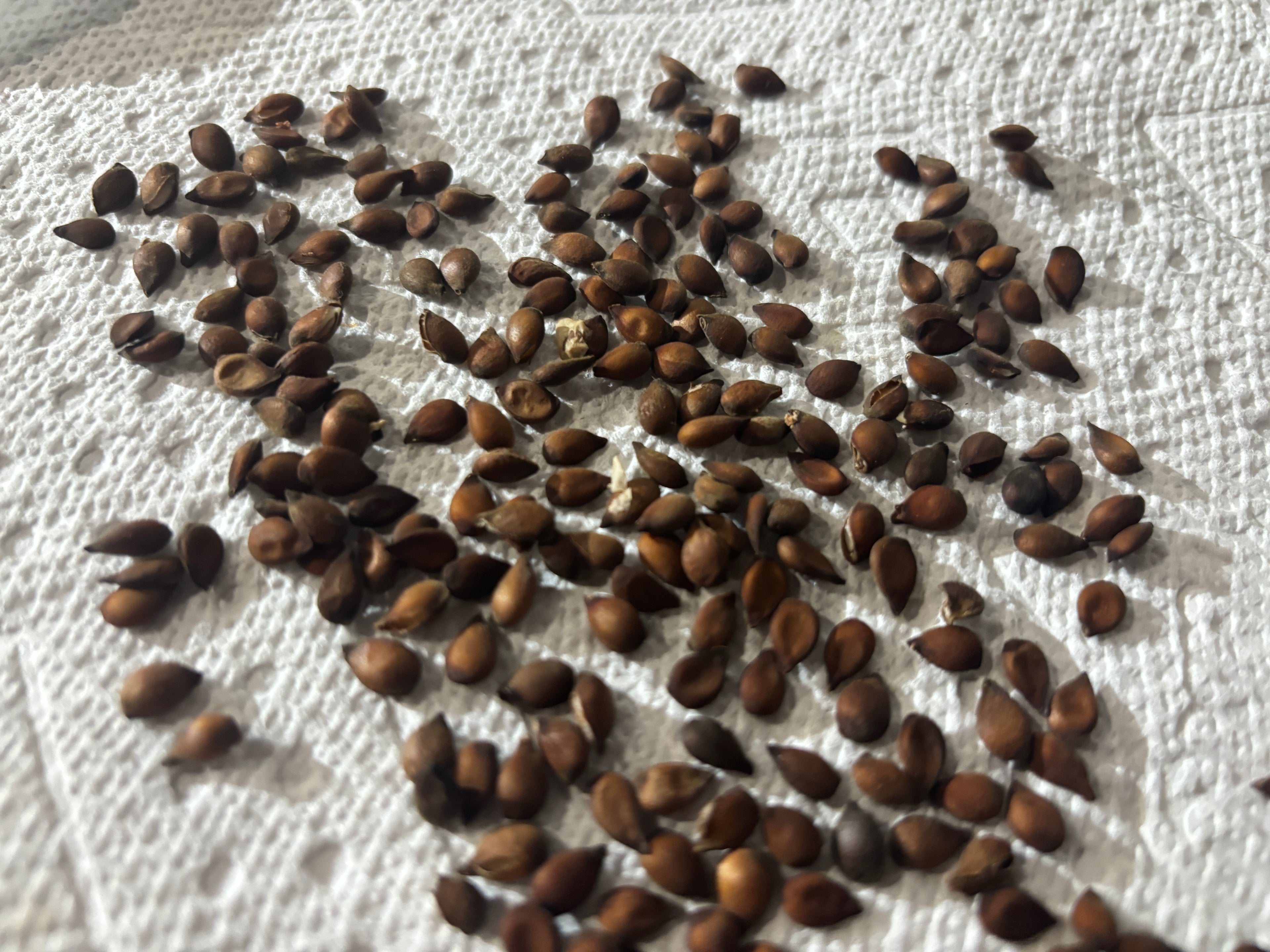 Hudar Pear Seeds—50 Seeds: Ships ASAP