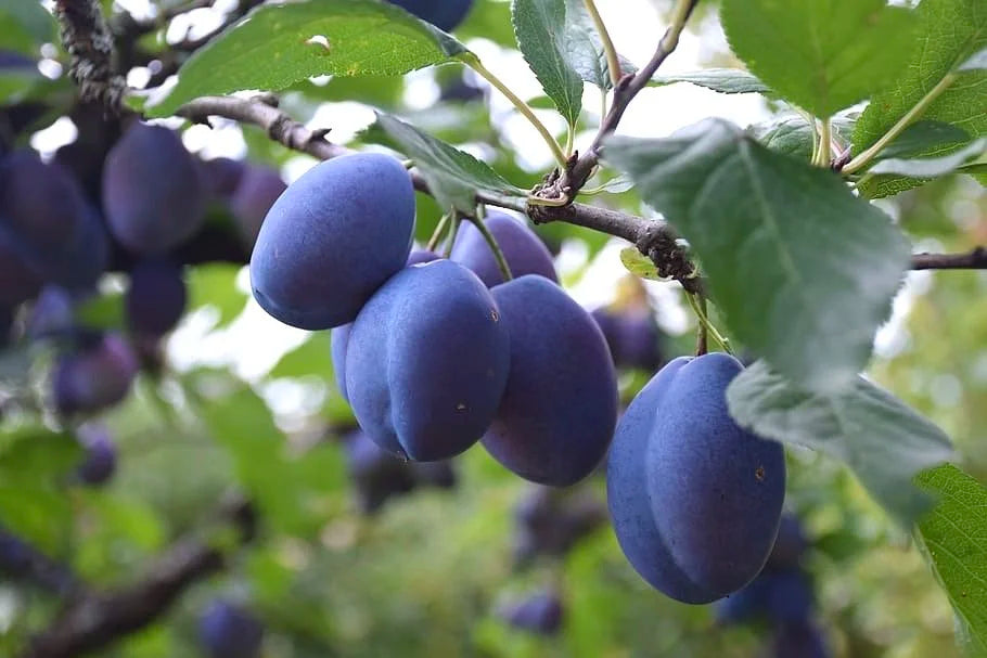 Italian Plum