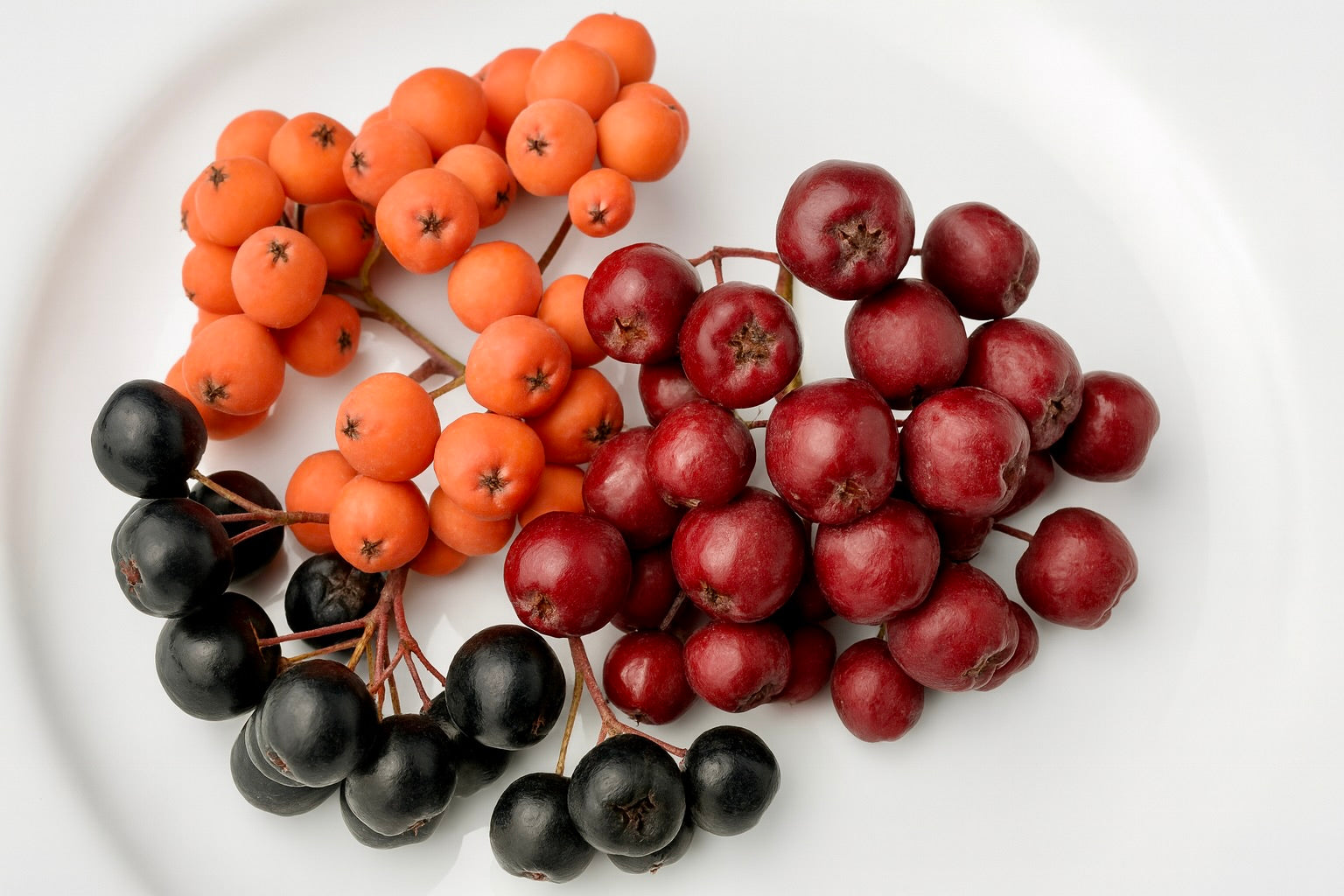 Fruit comparison: Aronia (dark purple), Mountain Ash (orange) and Ivan’s Beauty (wine red) 