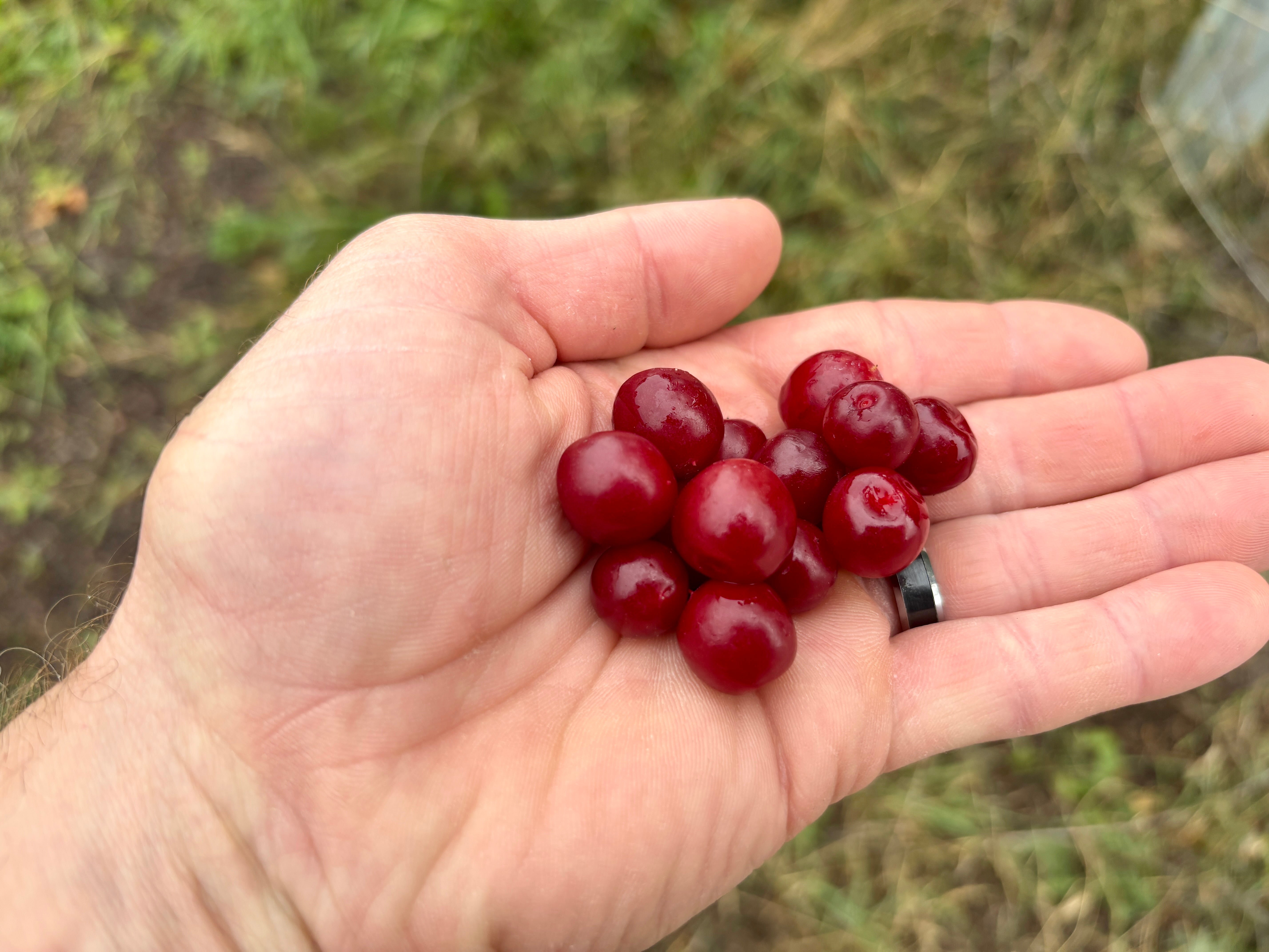 Joy Bush Cherry (Bundle of 2) – Montana Fruit Trees