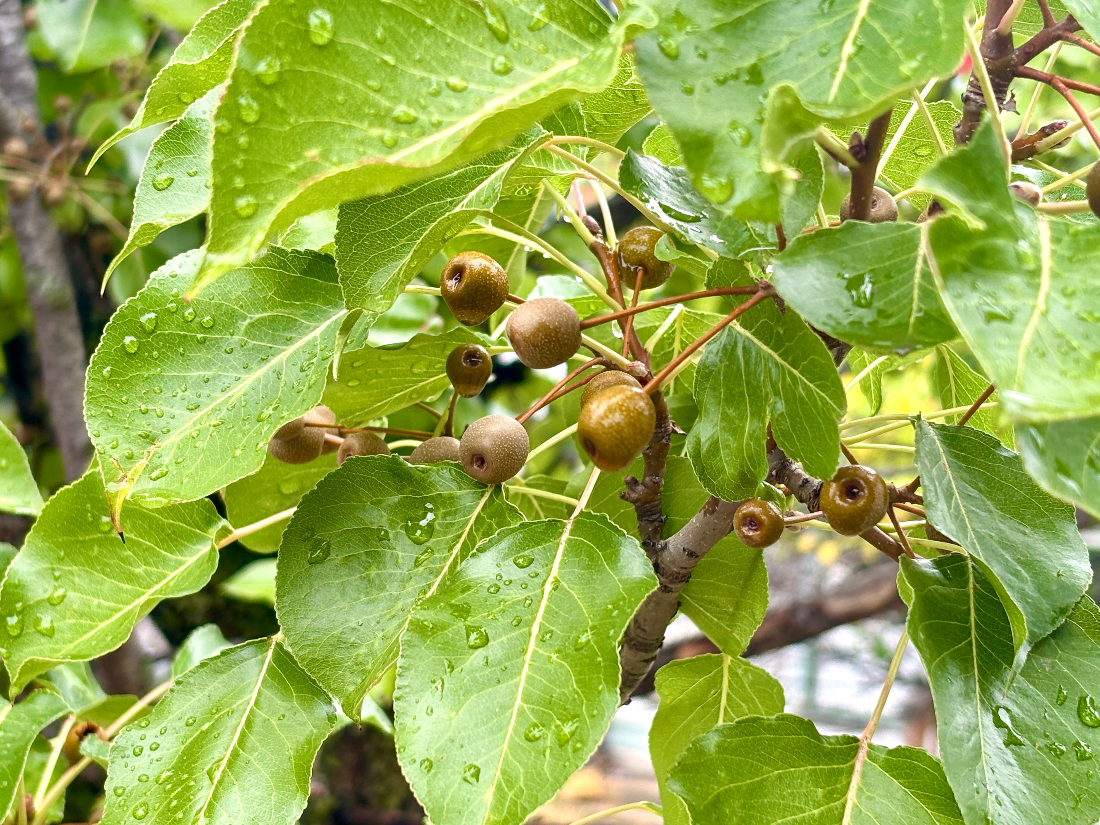 Manchurian Pear