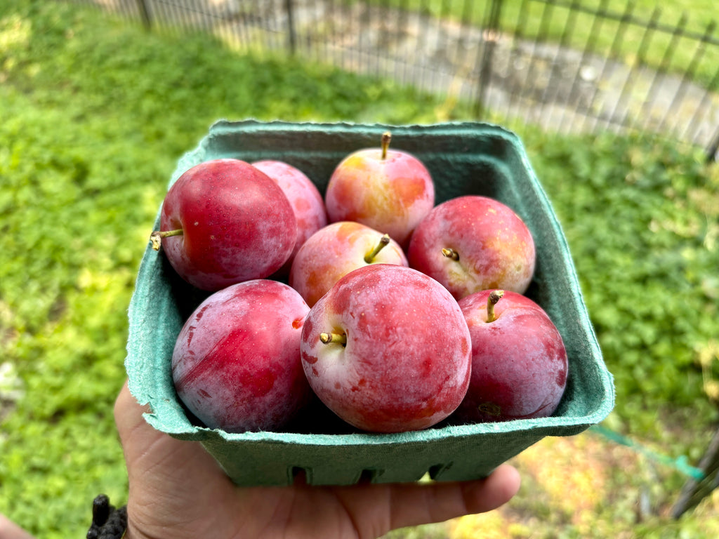 Deluge Plum