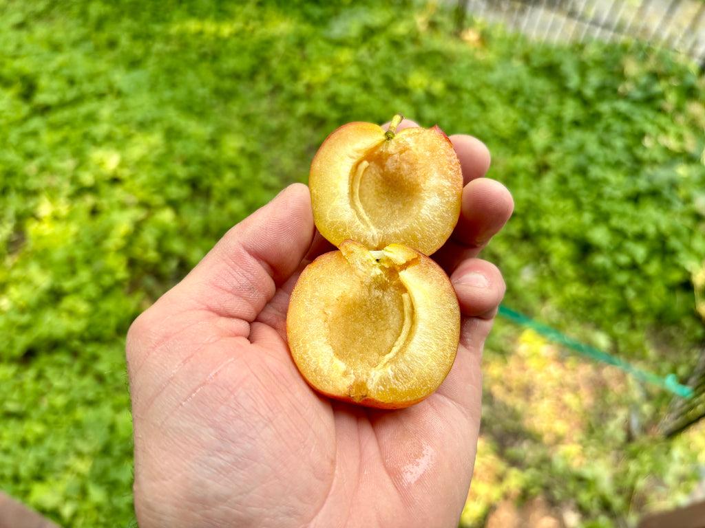 Deluge Plum