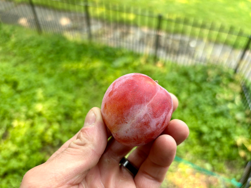 Deluge Plum