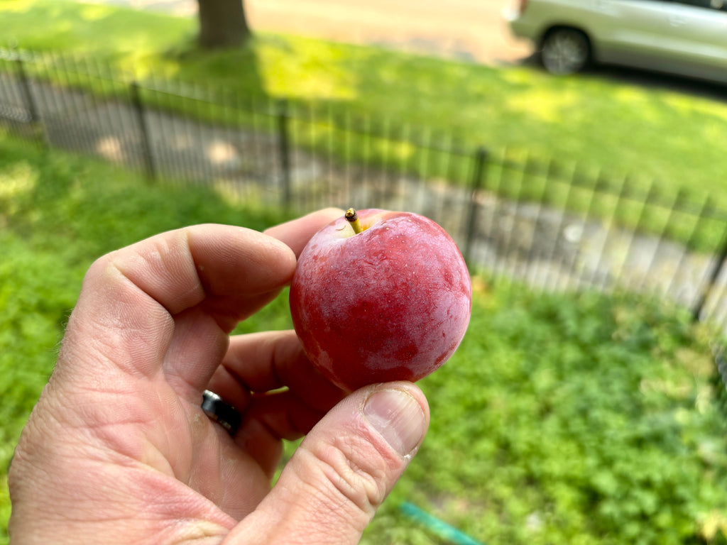 Deluge Plum