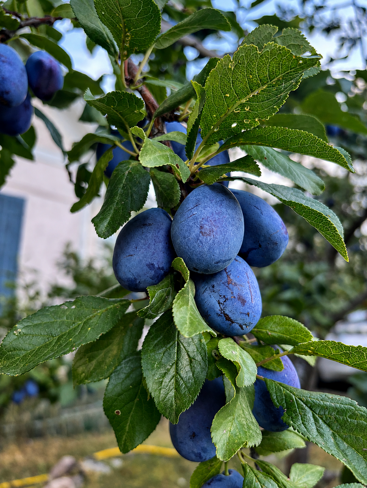 Italian Plum