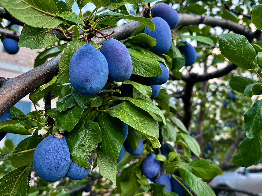 Italian Plum