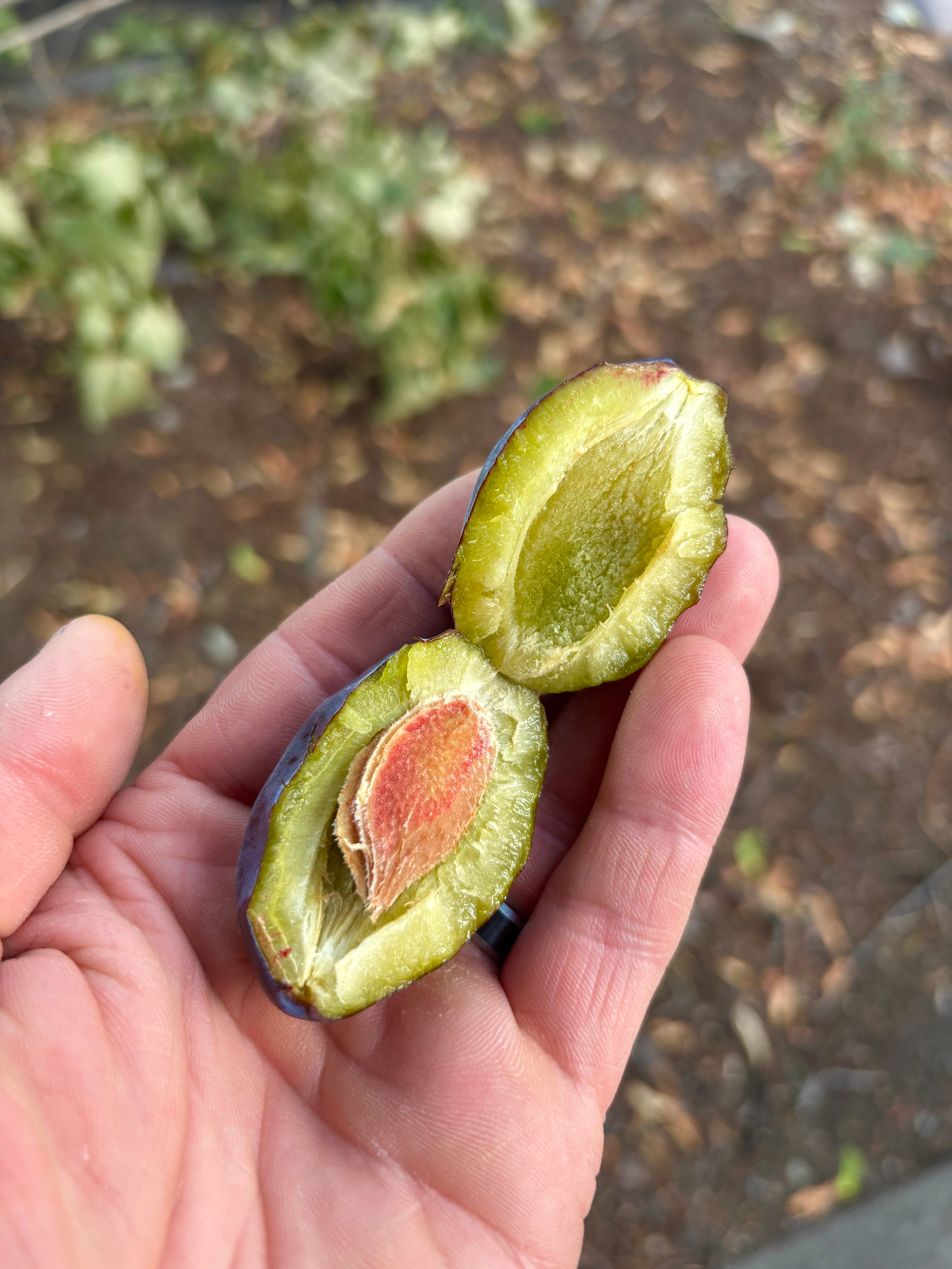 Italian Plum