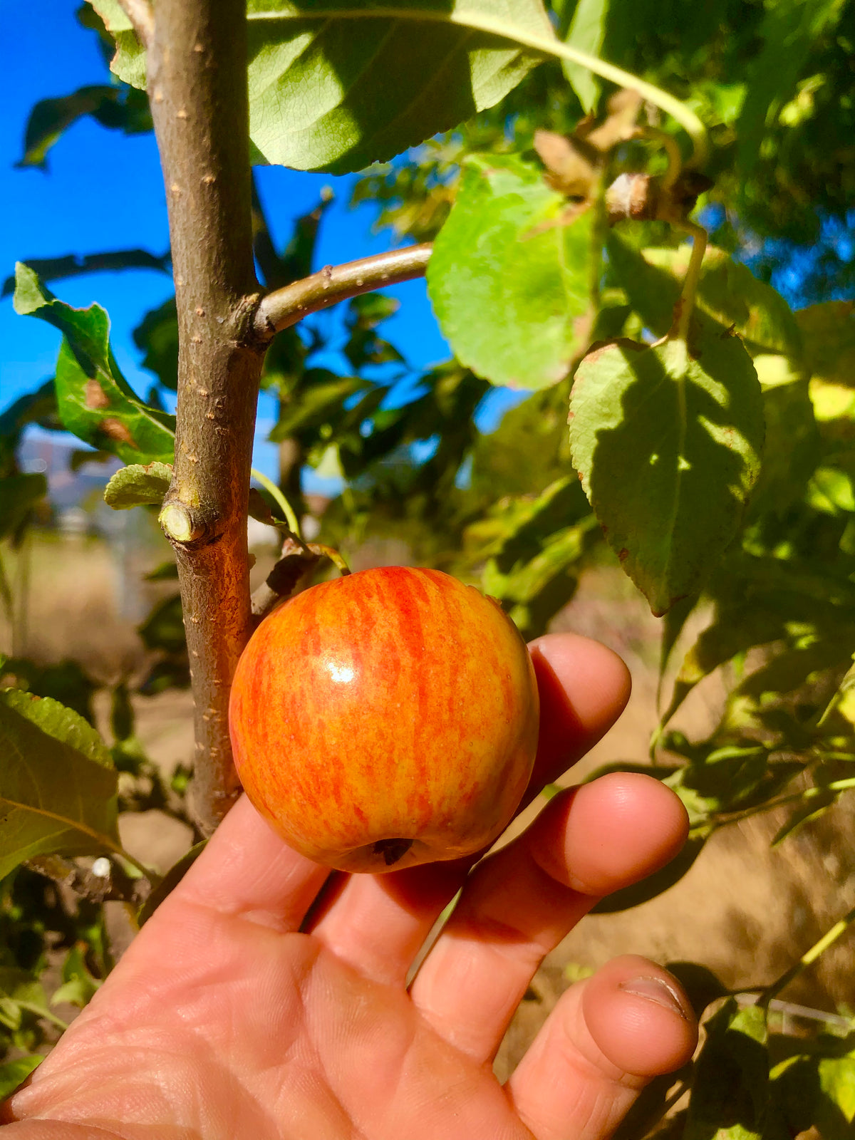 Trail Crabapple (Spring 2027)