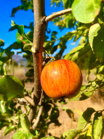 Trail Crabapple (Spring 2027)