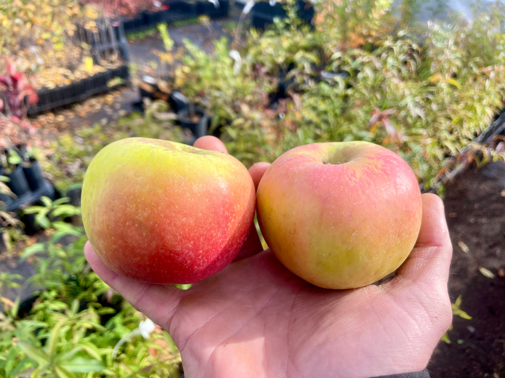 Newtown Pippin Apple