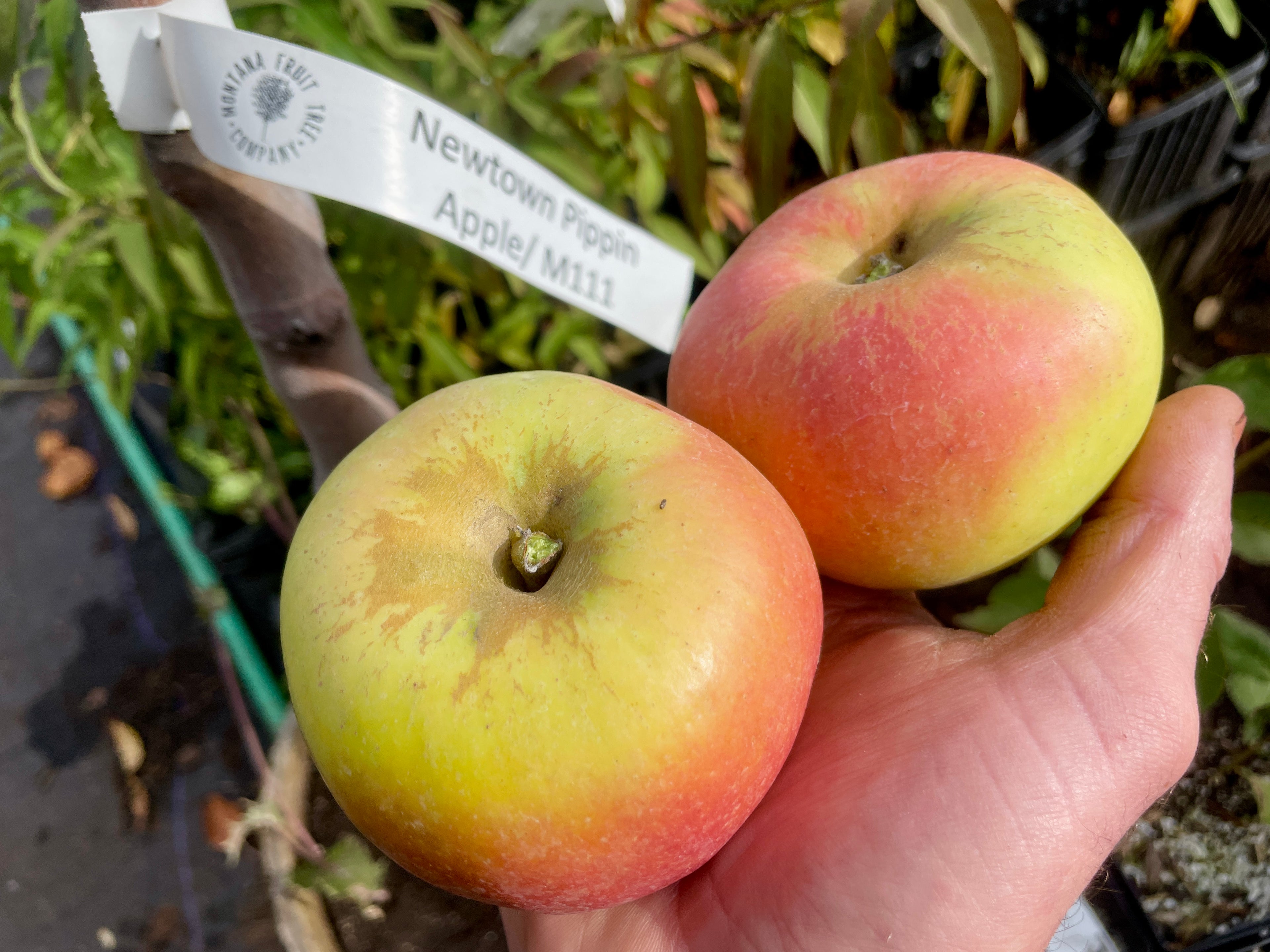 Newtown Pippin Apple