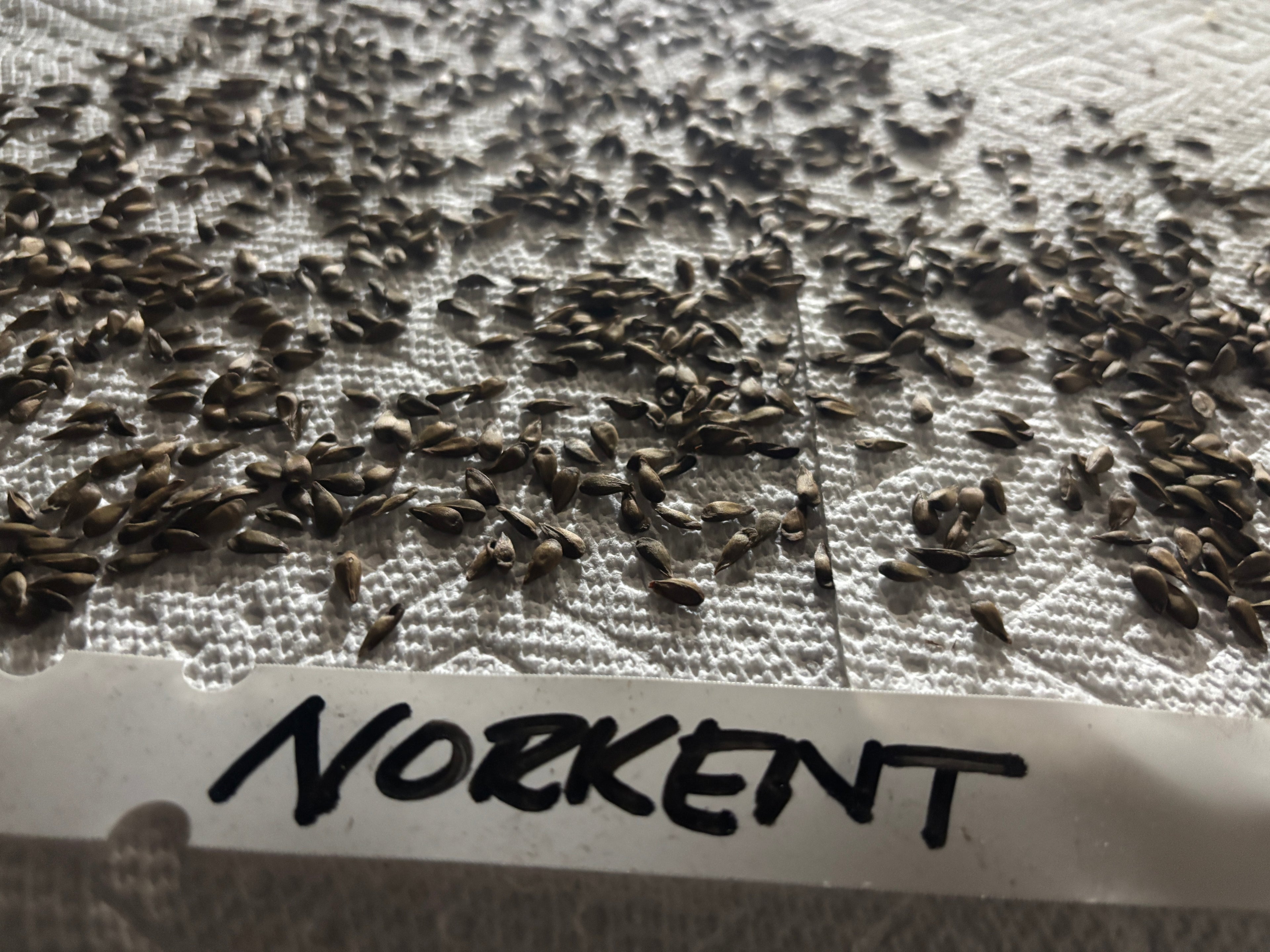 Norkent Apple Seeds—50 Seeds: Ships ASAP