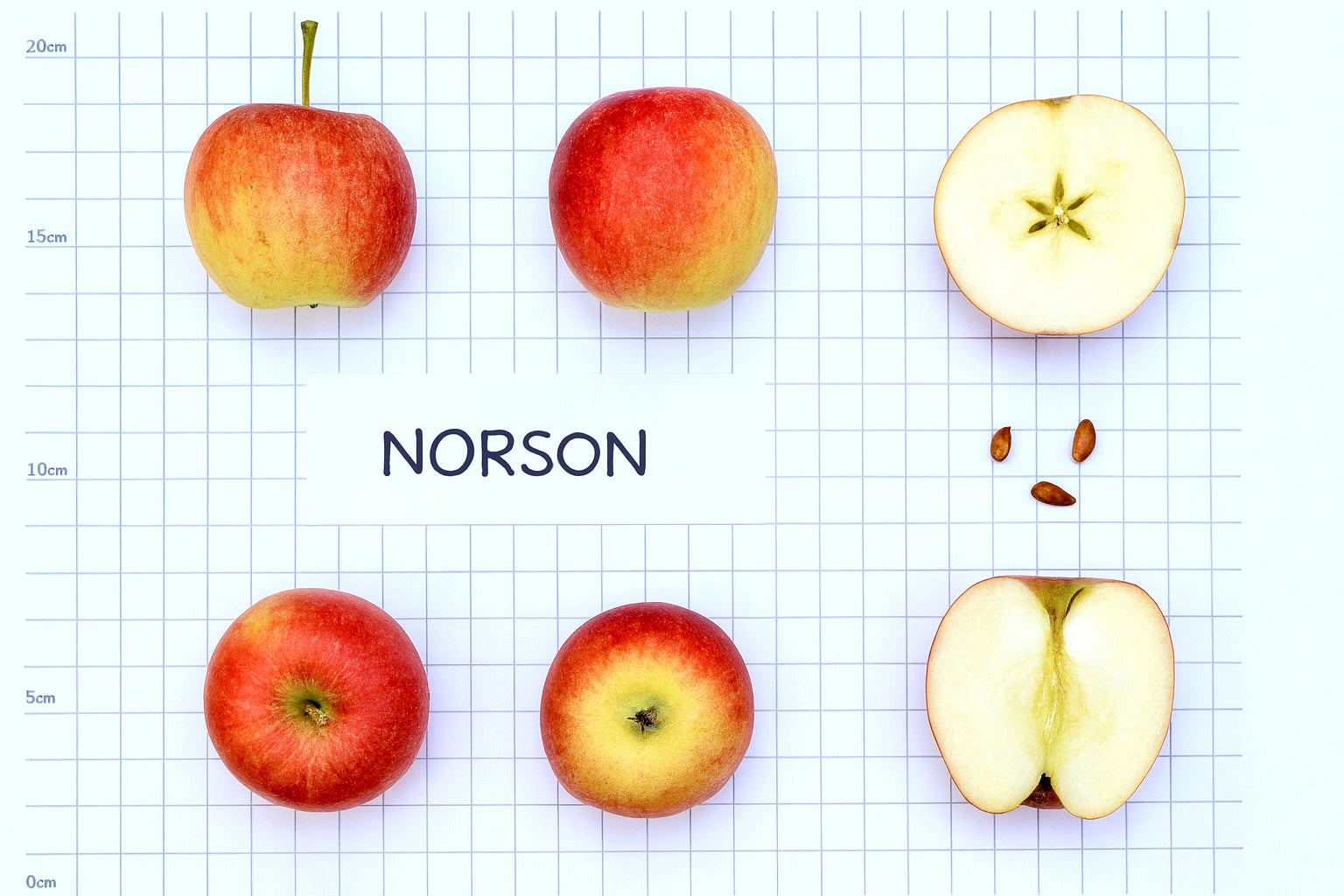 Norson Apple