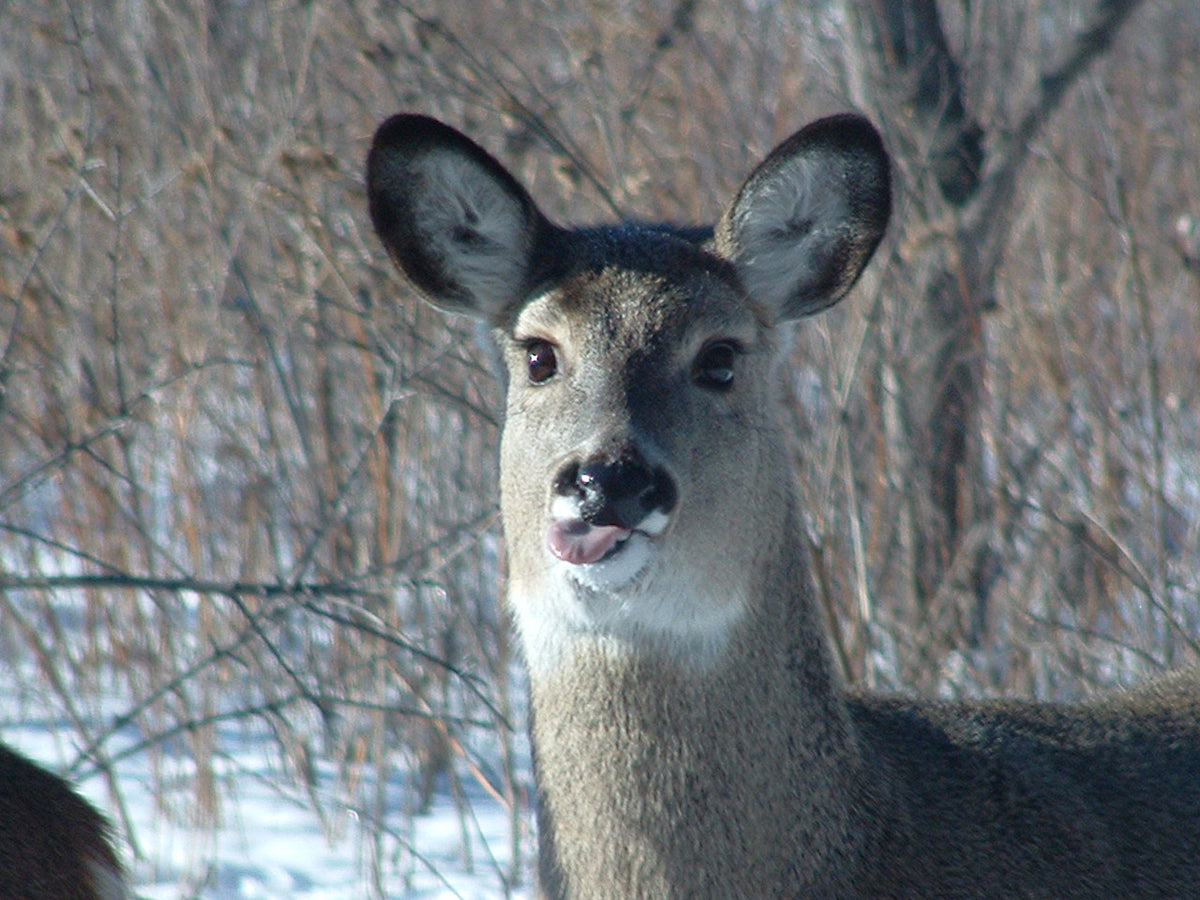White-tailed doe in snowy brush