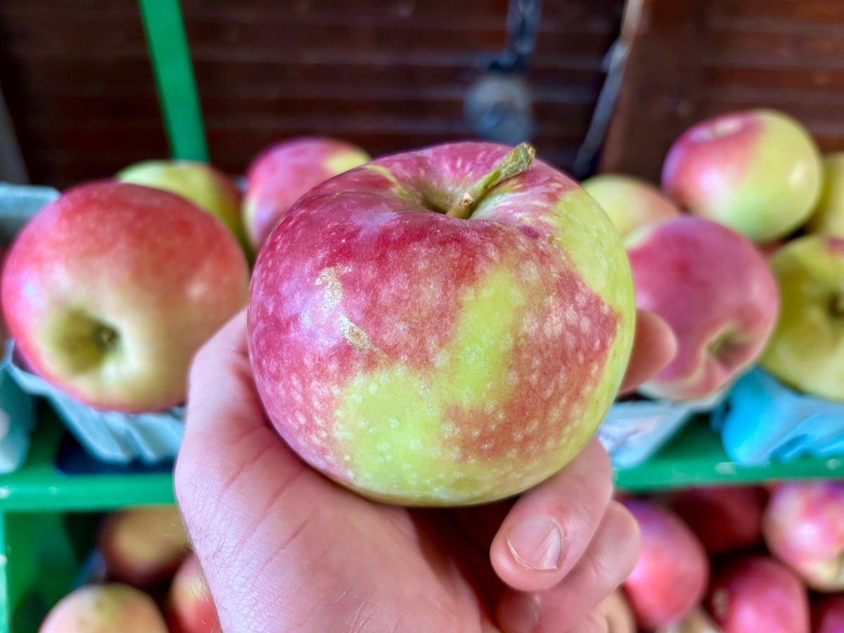 Paula Red Apple