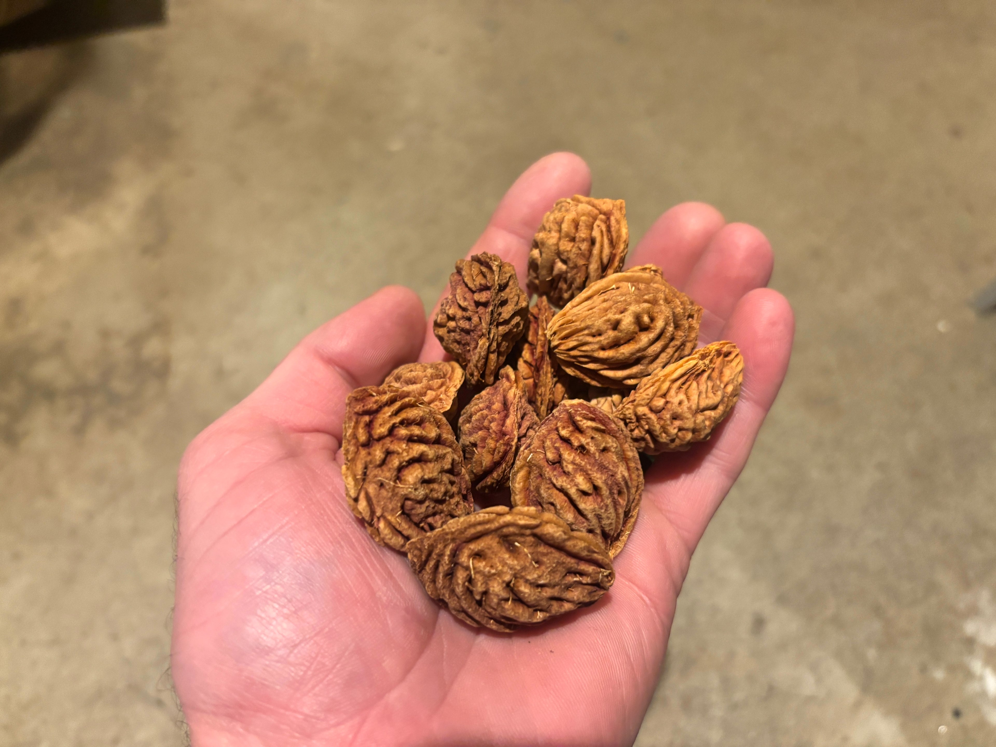 Redstar Peach—50 Seeds: SHIPS ASAP