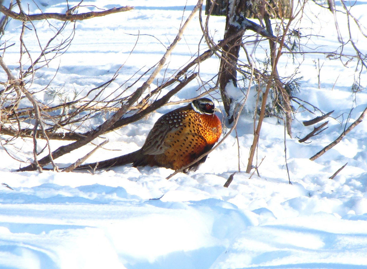 Ring-necked pheasant rooster in snow under shrubs