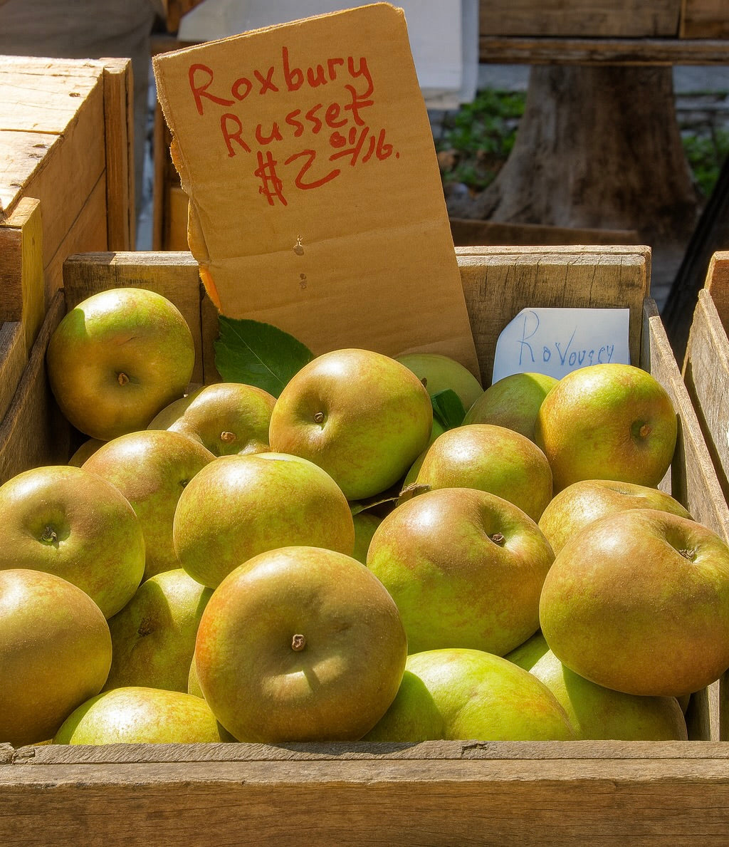 Roxbury Russett Apple