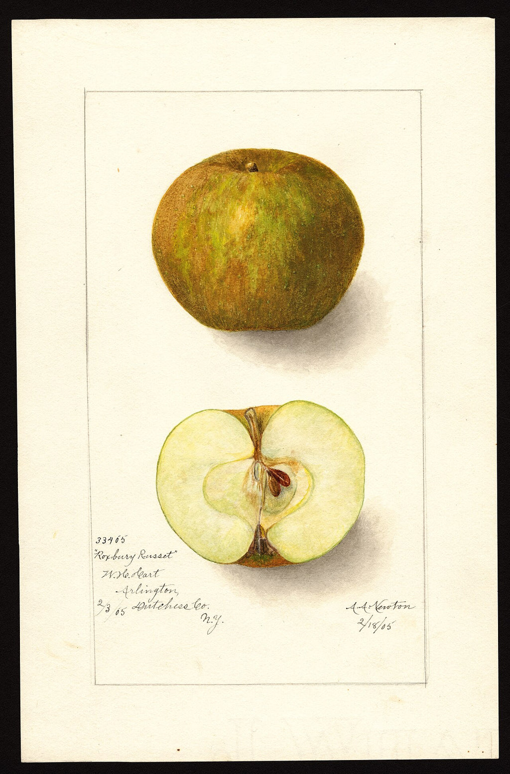 Roxbury Russett Apple