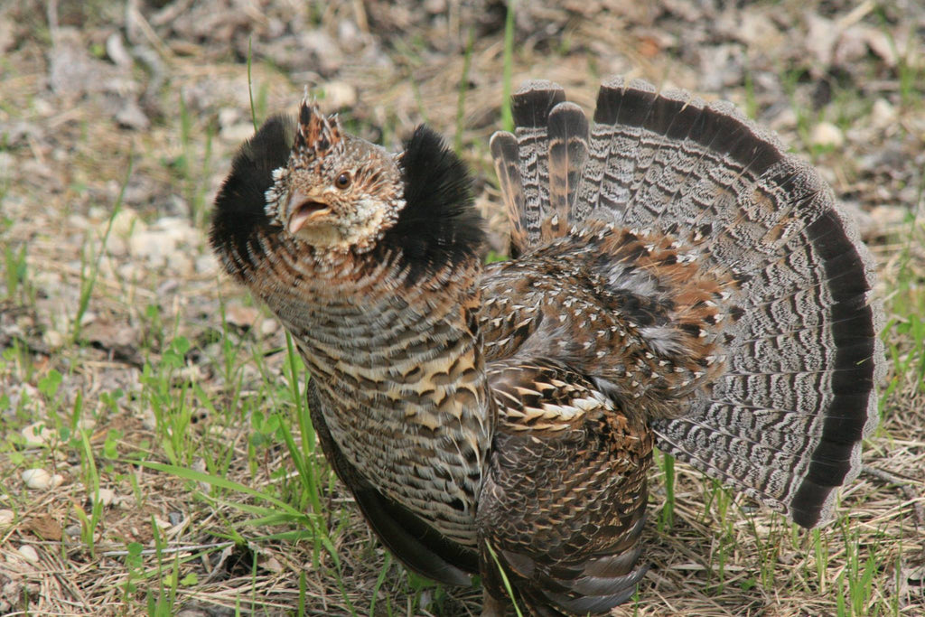 Ruffed grouse drumming
