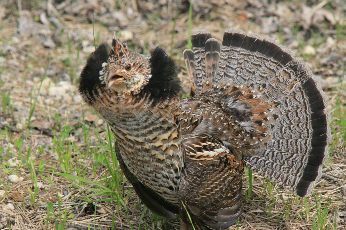 Ruffed grouse drumming