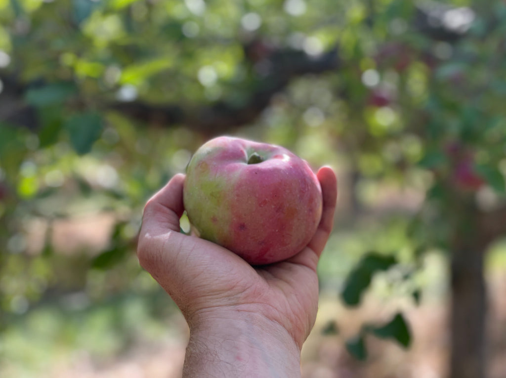 Bitteroot McIntosh x Spartan (Bundle of 2)