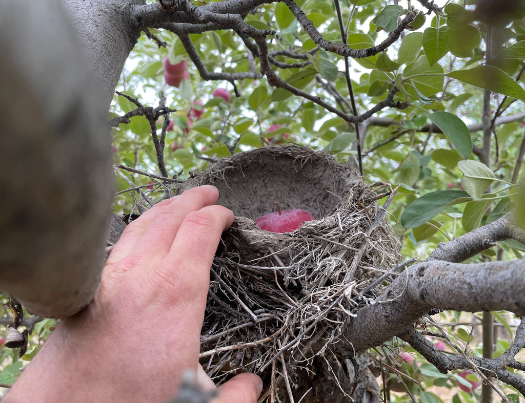 Bitteroot McIntosh x Spartan (Bundle of 2)