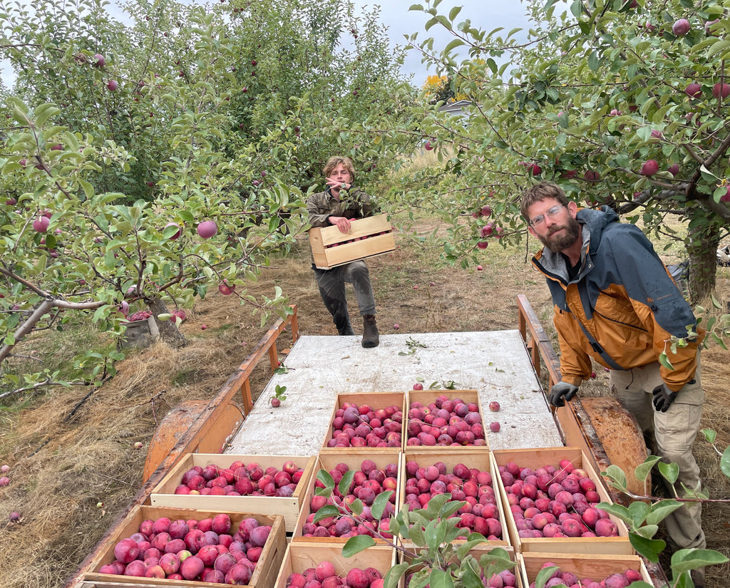 Bitteroot McIntosh x Spartan (Bundle of 2)